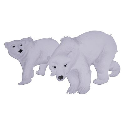 Orsi polari